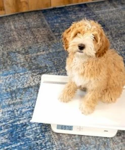 Alecto Baby BC-10 Baby En Peuterweegschaal - Best Verkochte Weegschaal 27 Alecto Baby BC-10 Baby En Peuterweegschaal - Best Verkochte Weegschaal -Yunmai Shop 550x366 10