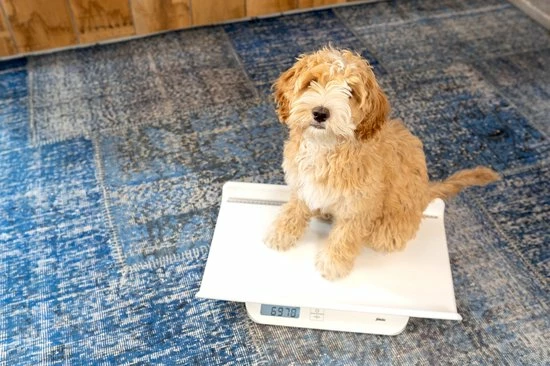 Alecto Baby BC-10 Baby En Peuterweegschaal - Best Verkochte Weegschaal 6 Alecto Baby BC-10 Baby En Peuterweegschaal - Best Verkochte Weegschaal - Afbeelding 4