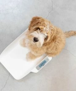 Alecto BC-29 - Babyweegschaal, Wit 20 Alecto BC-29 - Babyweegschaal, Wit -Yunmai Shop 550x366 31