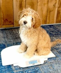 Alecto Baby BC-30 Babyweegschaal - Weegt Tot Maximaal 20 Kilogram -Yunmai Shop 550x366 51